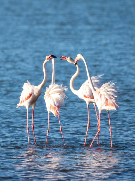 istock Greater flamingos having an argument 1900445459