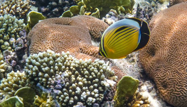 istock Blacktail butterfly fish in the coral reef 1900448020