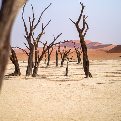 Deadvlei, Namibia - August 24, 2022: A grove of ancient, lifeless trees stands stark against the white clay soil, a silent testament to a once-thriving forest, now overshadowed by the colossal red dunes of Big Mamma in the backdrop