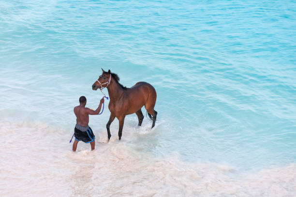 14th April, 2011 - Bridgetown, Barbados: A picturesque scene unfolds as horse owners lead their horses into the sea for a swim and wash. This traditional practice, set against the backdrop of Barbados' crystal-clear waters and sun-kissed beaches, highlights a unique aspect of island life, where the bond between horses and their owners is celebrated in the natural beauty of the Caribbean.