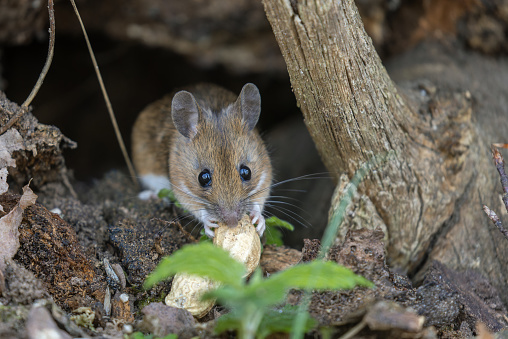 Cute yellow-necked mouse (Apodemus flavicollis) eating a peanut.