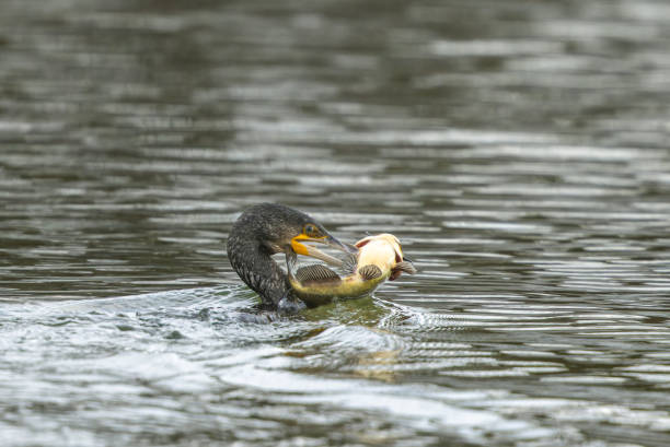 istock Great cormorant (Phalacrocorax carbo) with black bullhead catfish (Ameiurus melas) 1900482652