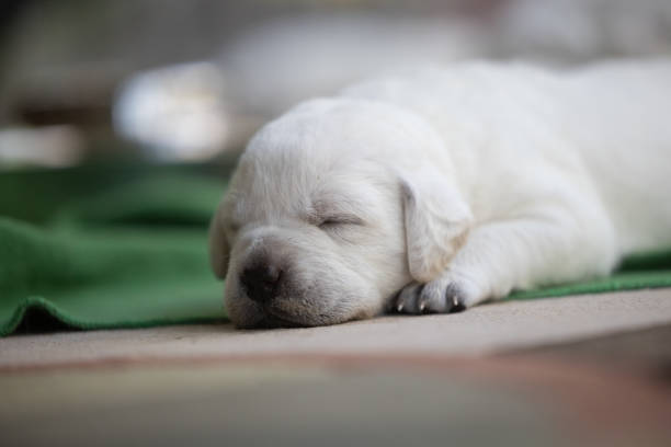 Pure White Labrador PuppiesPart of a Series from Birth to 7 Weeks Old