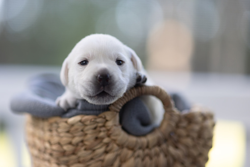 Pure White Labrador Puppies
Part of a Series from Birth to 7 Weeks Old
