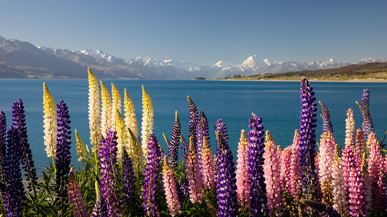 Springtime in New Zealand and masses of colorful wild lupines grow along the shore of lake Pukaki. In the background are the Southern Alps, including Mt Cook, New Zealand's highest mountain.