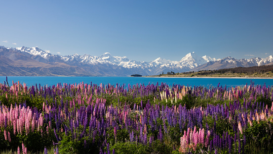 Springtime in New Zealand and multicolored lupines grow wild along the shoreline of Lake Pukaki. In the background are the Southern Alps, including Mt Cook, New Zealand's highest mountain.