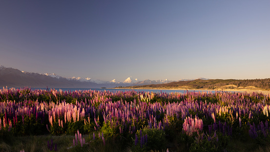 Springtime in New Zealand. The setting sun highlights the multicolored lupines growing wild along the shoreline of Lake Pukaki. In the background are the Southern Alps, including Mt Cook, New Zealand's highest mountain.