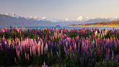 Sunset on wild lupines near Mt Cook, New Zealand