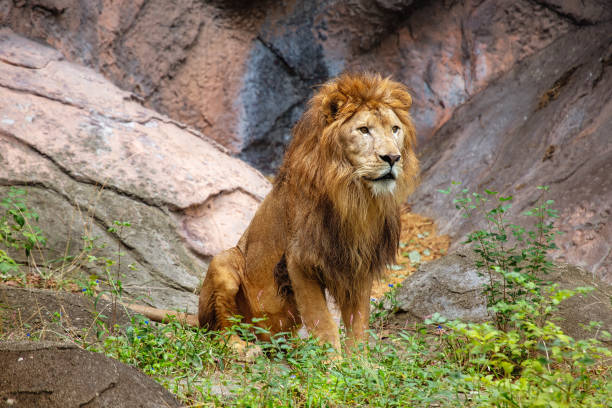 istock African Lion (Panthera leo) In The Wild 1900508826