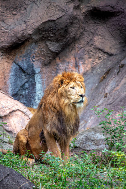 istock African Lion (Panthera leo) In The Wild 1900508827