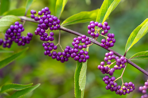 Purple beautyberry (Callicarpa dichotoma) fruits. The purple beautyberry or early amethyst is a species of beautyberry.