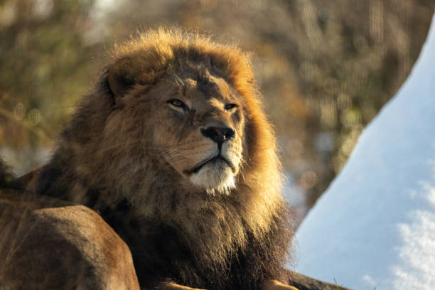 istock African Lion (Panthera leo) In The Wild 1900510410
