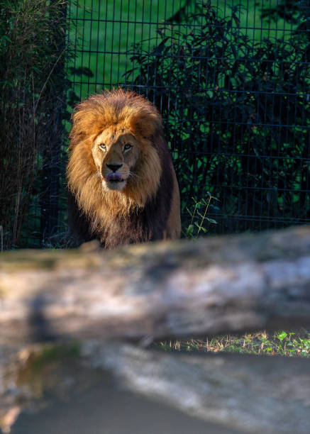 istock African Lion (Panthera leo) In The Wild 1900511571