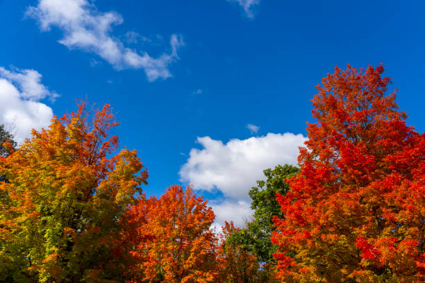istock Colorful autumn maple trees with the blue sky and white cloud background. 1900512527