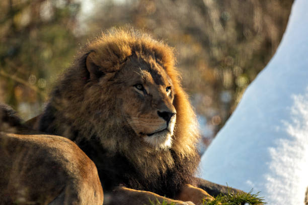 istock African Lion (Panthera leo) In The Wild 1900514627