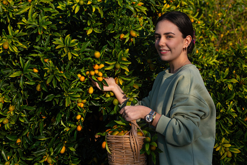 A young girl picking kumquats from a tree with a basket.