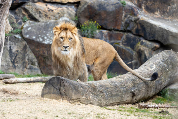 istock African Lion (Panthera leo) In The Wild 1900518273
