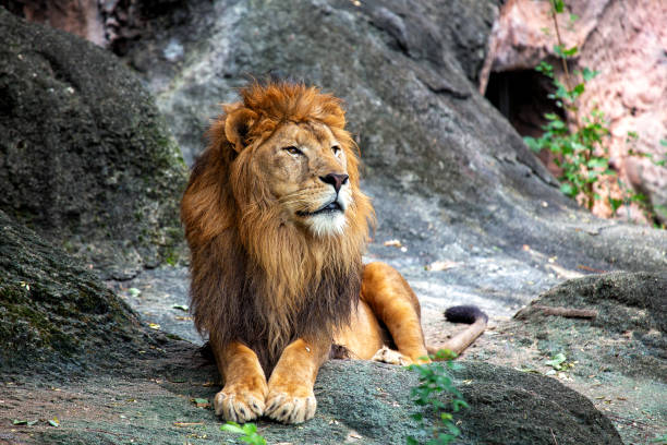 istock African Lion (Panthera leo) In The Wild 1900520294