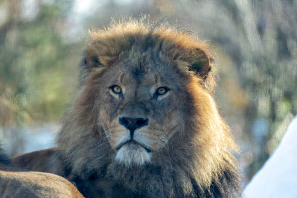 istock African Lion (Panthera leo) In The Wild 1900526223