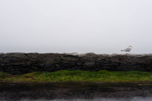 blick auf eine möwe allein am rande einer straße neben einer klippe im dichten nebel an der irischen küste - cliff at the edge of grass sea stock-fotos und bilder