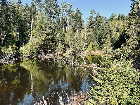 Pine Trees Bog, Maine
