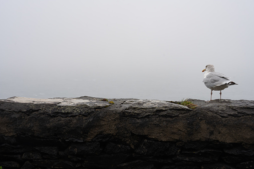 View of seagull alone on the edge of a road next to a cliff in thick fog on the Irish coast