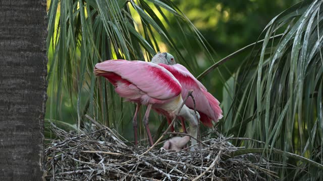 Roseate Spoonbill, parent and newborn chicks at the nest