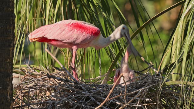 Roseate Spoonbill, parent and newborn chicks at the nest
