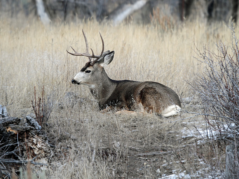 Mule deer buck bedded down in East Central Idaho.