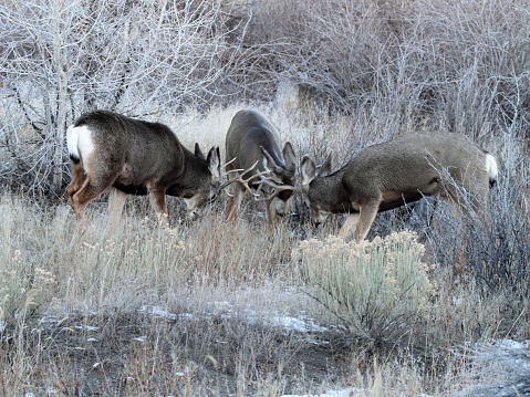 Three mule deer bucks fighting.