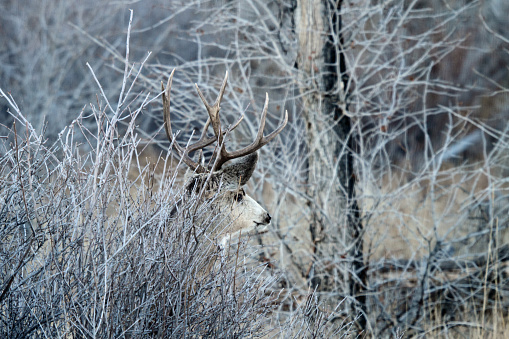 Mule deer buck bedded down in the brush.