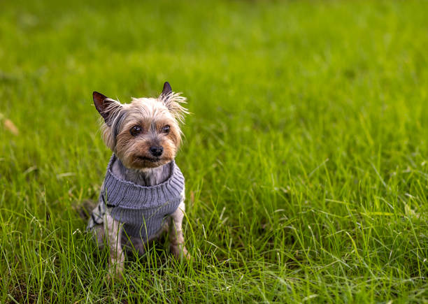 A beautiful dog, Yorkshire Terrier on green grass , copy space