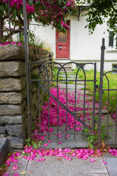 istock Fallen red Rhododendron flower petals found near a stone wall 1900642282