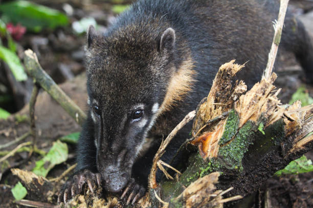 istock coati nasua in the amazon jungle in ecuador 1900655662