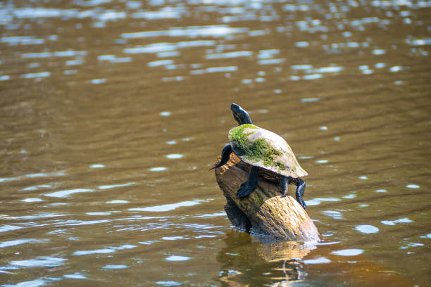 istock Northern Red-Bellied Cooter 1900679848