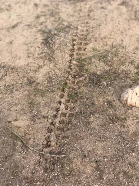 mountain bike tire track dried in mud - mud road tire track footpath imagens e fotografias de stock