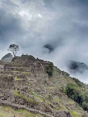 A single tree stands near the top of one of the hills at Macchu Picchu in Peru with just hints of the mountains behind.