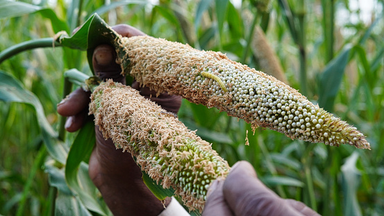Farmer showing insects or caterpillar. Deadly caterpillar damaged whole crop of bajra or pearl millet.