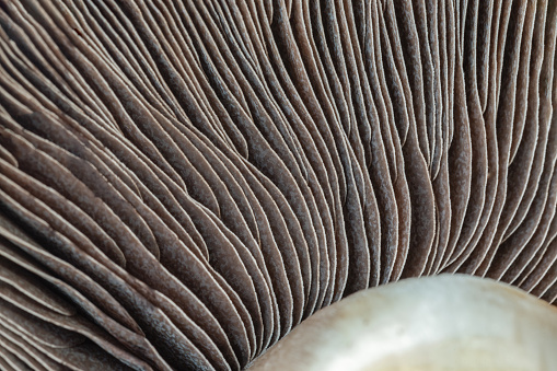 Close-up of Mushrooms Portobello top sides spores. Fresh Healthy Raw Portobello Mushrooms, Flat Mushrooms, Space for text, Selective focus.