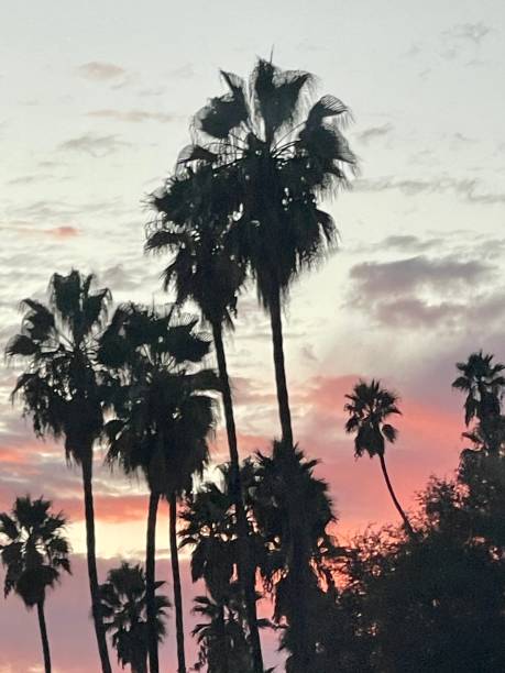 istock California cotton candy sky at sunset with silhouette palm tree 1900752557