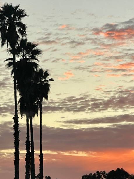 istock California cotton candy sky at sunset with silhouette palm tree 1900752722