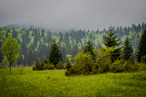 forest in fog, mountain Bjelasnica in Bosnia and Herzegovina