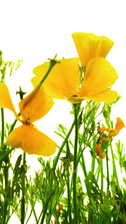 Blooming Golden Poppy Flowers