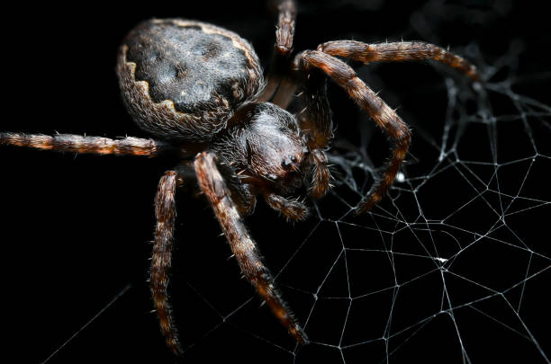 spider on black background close up - eight legged ストックフォトと画像