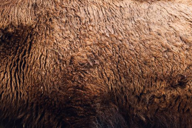 Close up of bison fur