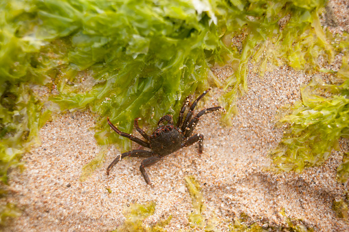 Macro close up image of a crab next to bright green kelp.