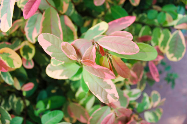 istock Pretty pink varigata . This plant is also called by the name Breynia. 1900871209