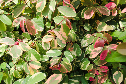 Pretty pink varigata, The usual condition of green leaf color emits other shades, ranging from gradations of white, yellow, pink and green.