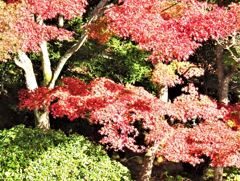 Japan. November. Mount Tsukuba.