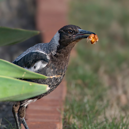 Australian native magpie eating a large beetle